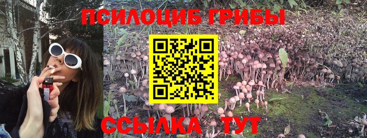 Псилоцибиновые грибы Psilocybe Сегежа